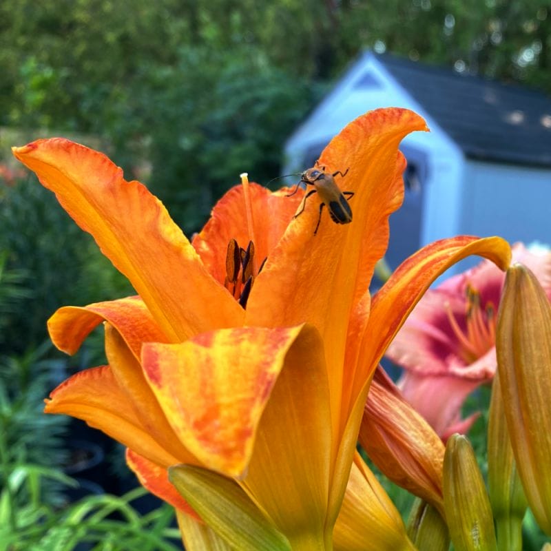 An orange flower in late august with a happy bug