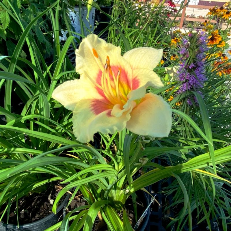 pretty flower