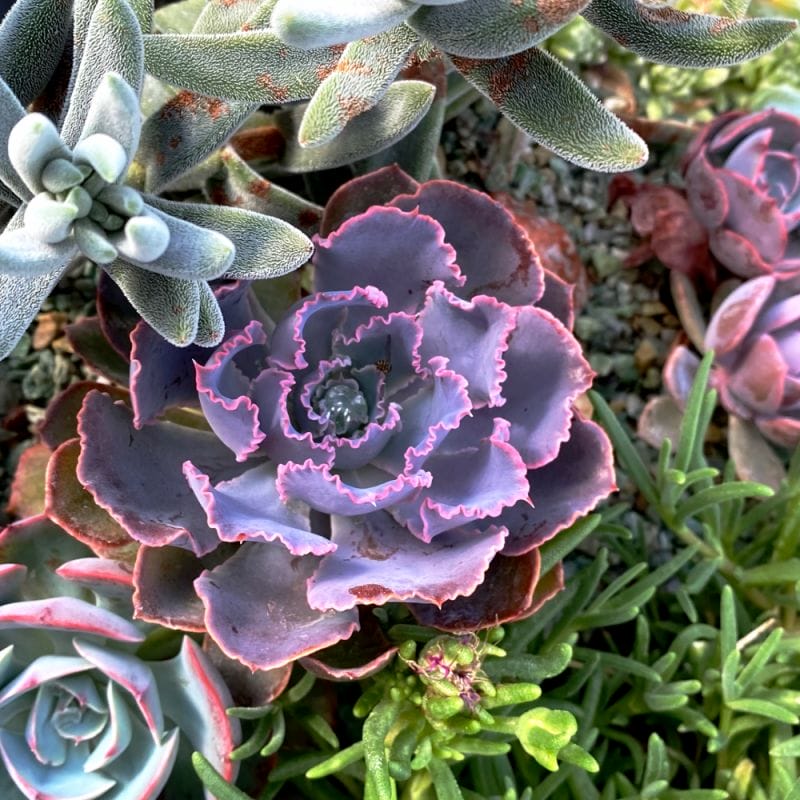 succulents